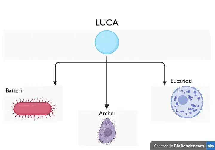 La discendenza di LUCA: batteri, archea e cellule degli eucarioti