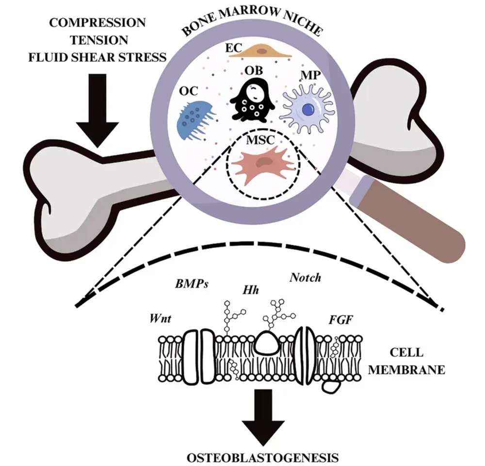 Diagram illustrating the bone marrow microenvironment and the cellular mechanisms involved in osseointegration