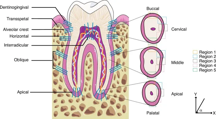 Schema dei gruppi di fibre principali del legamento parodontale in vista sagittale. Sono illustrati i fasci orizzontali, obliqui e apicali, con l'inserzione nel cemento radicolare (CEM) e nell'osso alveolare (AB). I fibroblasti del PDL popolano lo spazio tra le fibre. Da Wen X et al., Int J Oral Sci, 2025. CC BY 4.0.