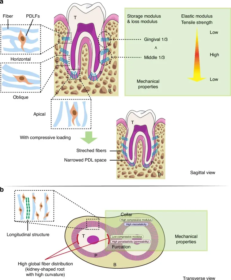 Sintesi della microstruttura e delle proprietà meccaniche del PDL. In vista sagittale sono mostrati i tre gruppi di fibre (orizzontali, oblique, apicali) e i fibroblasti del PDL, con il relativo profilo del modulo di accumulo e del modulo di perdita per regione. In vista trasversale si osserva come la distribuzione globale delle fibre sia più alta nelle radici reniformi ad alta curvatura. Da Wen X et al., Int J Oral Sci, 2025. CC BY 4.0.