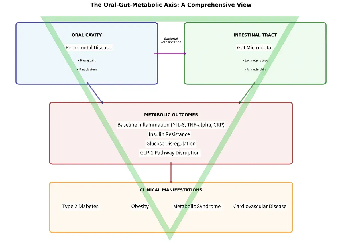 GLP-1, Obesità e Parodontite: un Triangolo Pericoloso