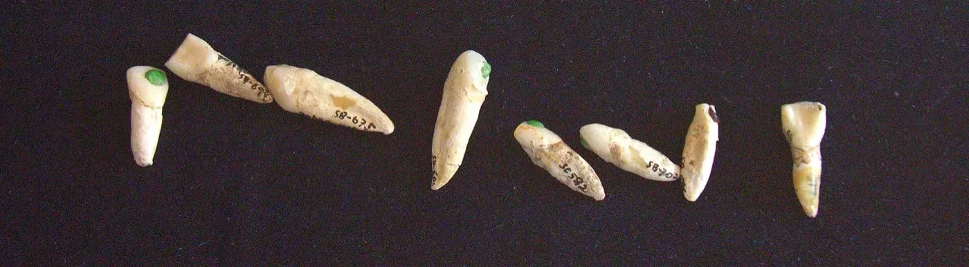Incisivi umani maya con intarsi di giadeite e due dischi di giada, da una cache funeraria di Nim Li Punit, Belize