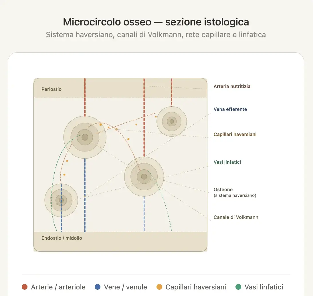 Illustrazione animata del microcircolo osseo — sistema haversiano, canali di Volkmann, rete capillare e linfatica