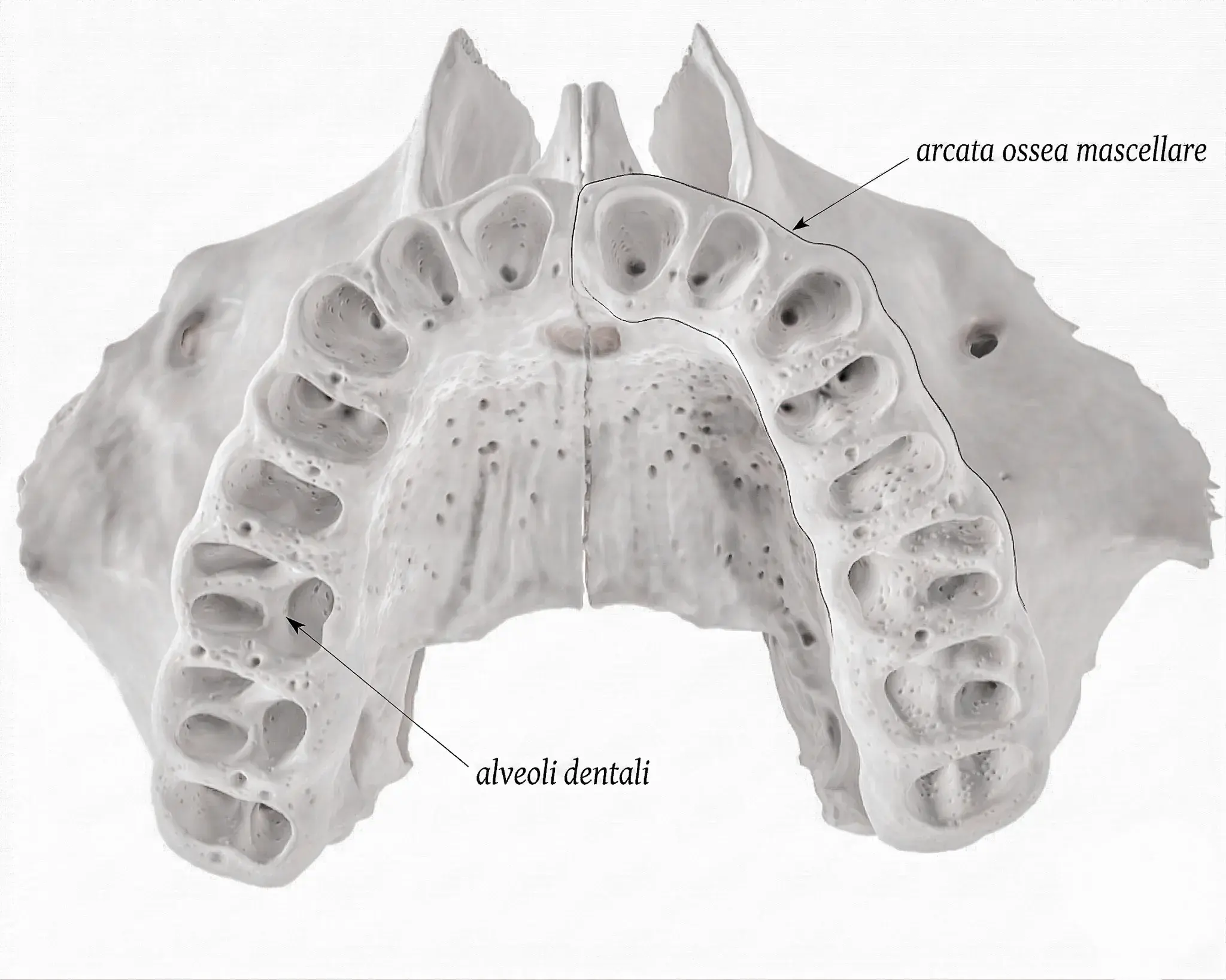 Ossa con gli alveoli: anatomia dell'osso alveolare mascellare e mandibolare