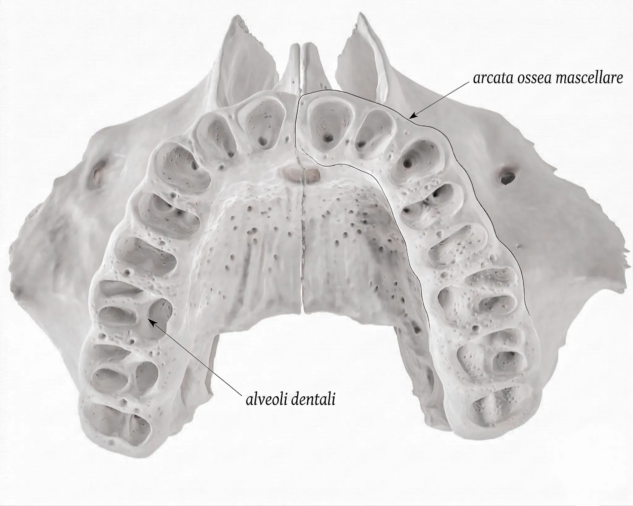 Ossa con gli alveoli: anatomia dell'osso alveolare mascellare e mandibolare