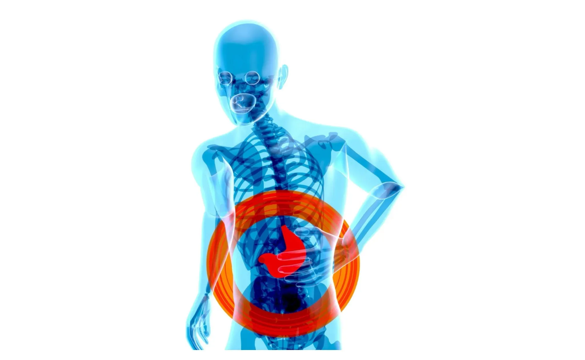 Figura umana trasparente in 3D con lo scheletro in vista e un cerchio rosso che evidenzia lo stomaco.