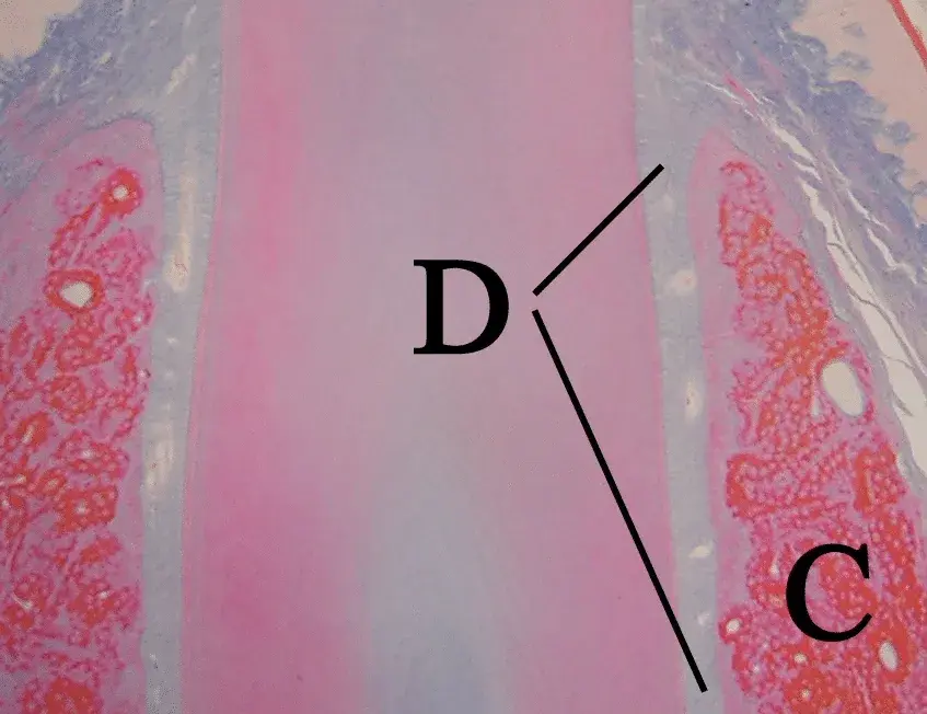 The hidden power of the periodontal ligament for extraordinary bone regeneration