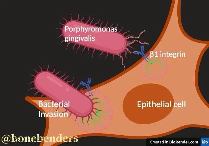 Integrin beta-1: the key to Porphyromonas gingivalis cell invasion