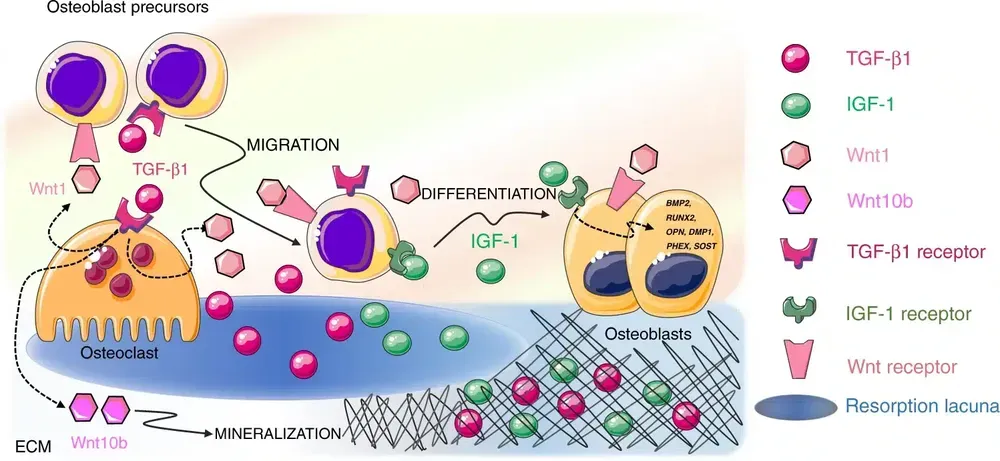 Fattori di crescita TGF-beta1 e IGF-1 rilasciati dalla matrice extracellulare durante il rimodellamento osseo