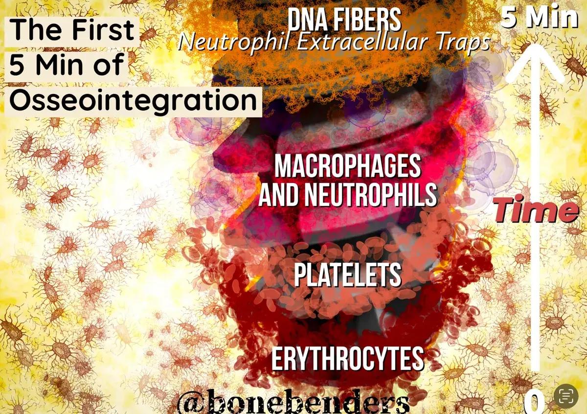 “Lègami!” Sangue e Titanio: L’amore nasce in cinque minuti.”