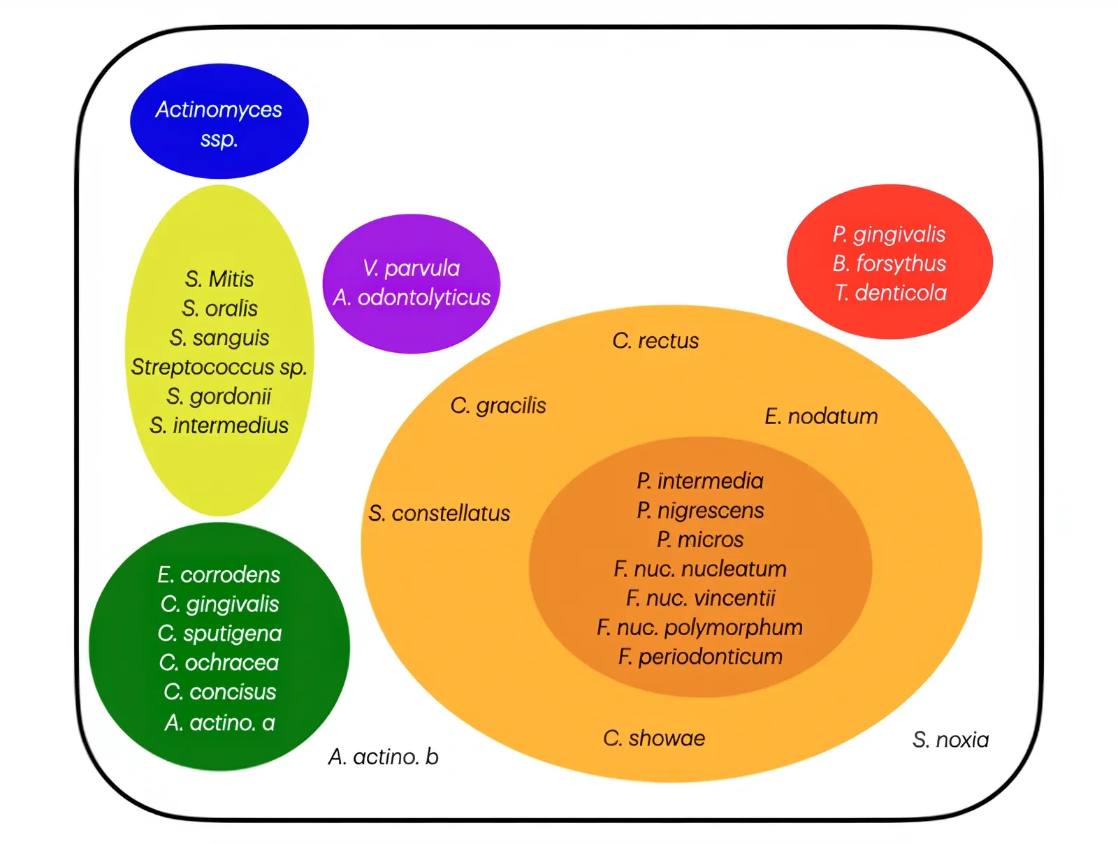 Diagramma dei complessi batterici di Socransky del 1998: cinque bolle colorate (rossa, arancione, gialla, verde, viola) con i principali patogeni parodontali raggruppati per patogenicità.