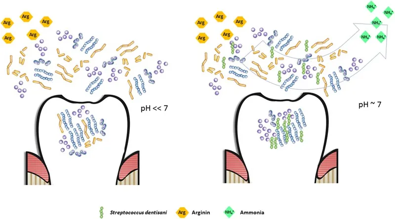 Schematic of the potential buffering effect in the oral cavity from plaque enrichment with S. dentisani. Arginine is metabolised to ornithine, CO₂ and ammonium (NH₃), which neutralises the acidic pH produced by sugar fermentation. Source: López-López et al. 2017, Front Microbiol, CC-BY 4.0.