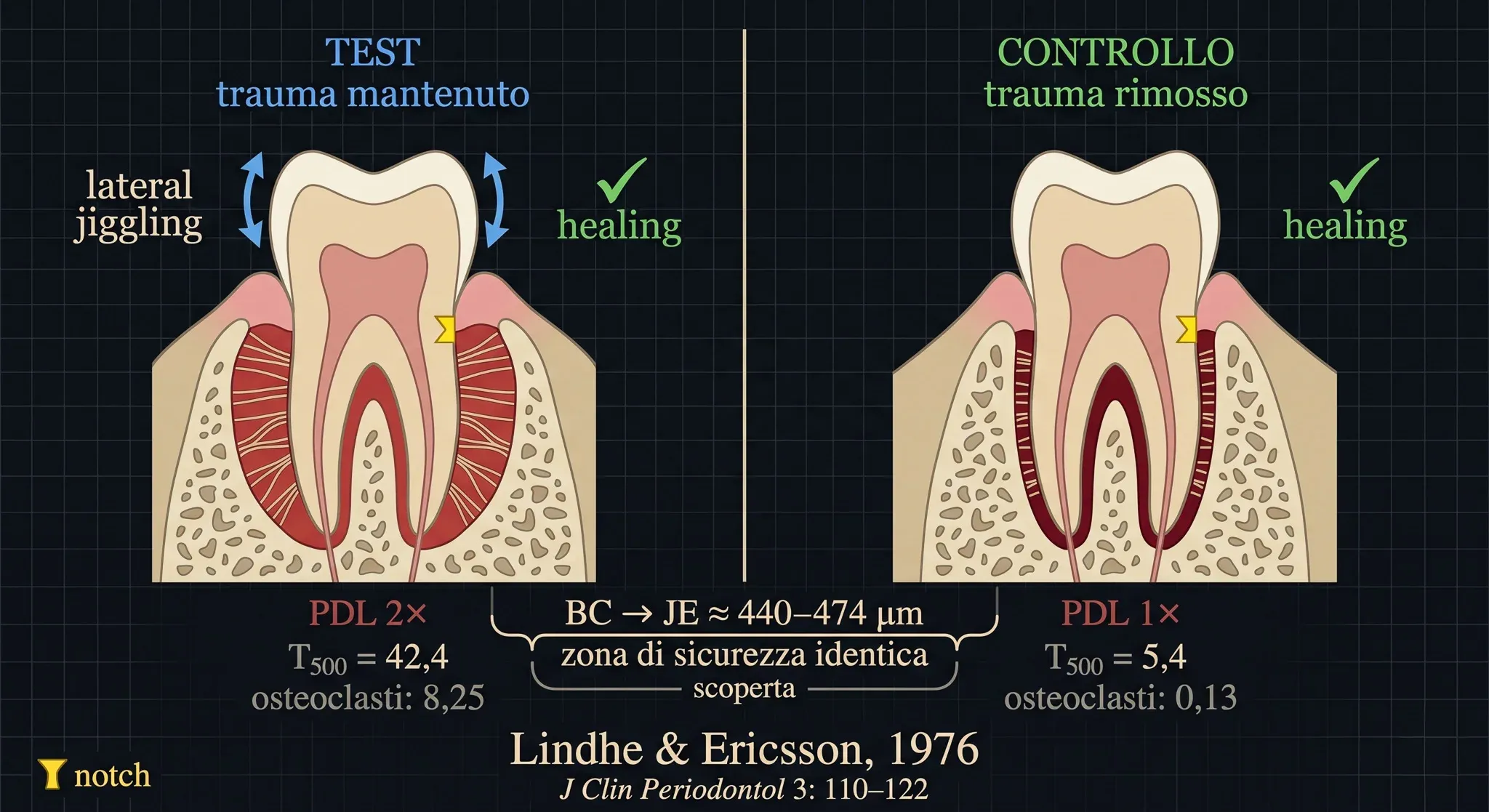 Occlusal Trauma Does Not Prevent Periodontal Healing