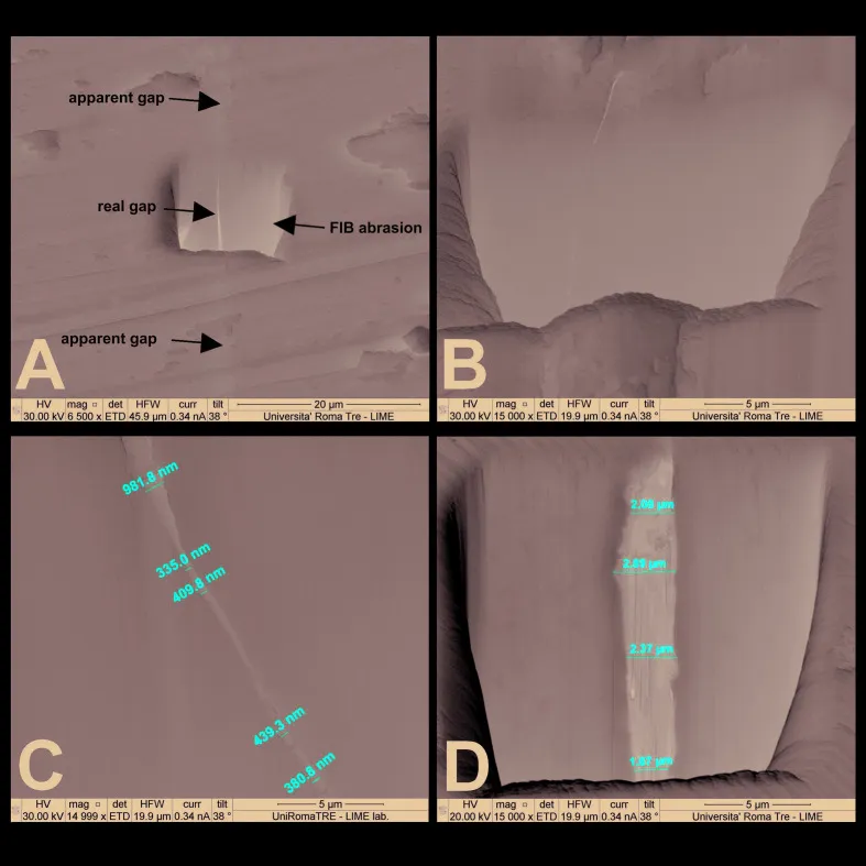 SEM micrograph with focused ion beam (FIB) of the real microgap at the conical connection: panels A–B show apparent vs. real gap, panels C–D the measurements (335–981 nm). Image: Scamontis et al., 2020, Roma Tre University — CC-BY