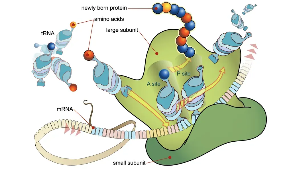 Illustrazione che mostra il meccanismo di sintesi proteica nel ribosoma, evidenziando il legame di tRNA e la posizione dei siti A e P.