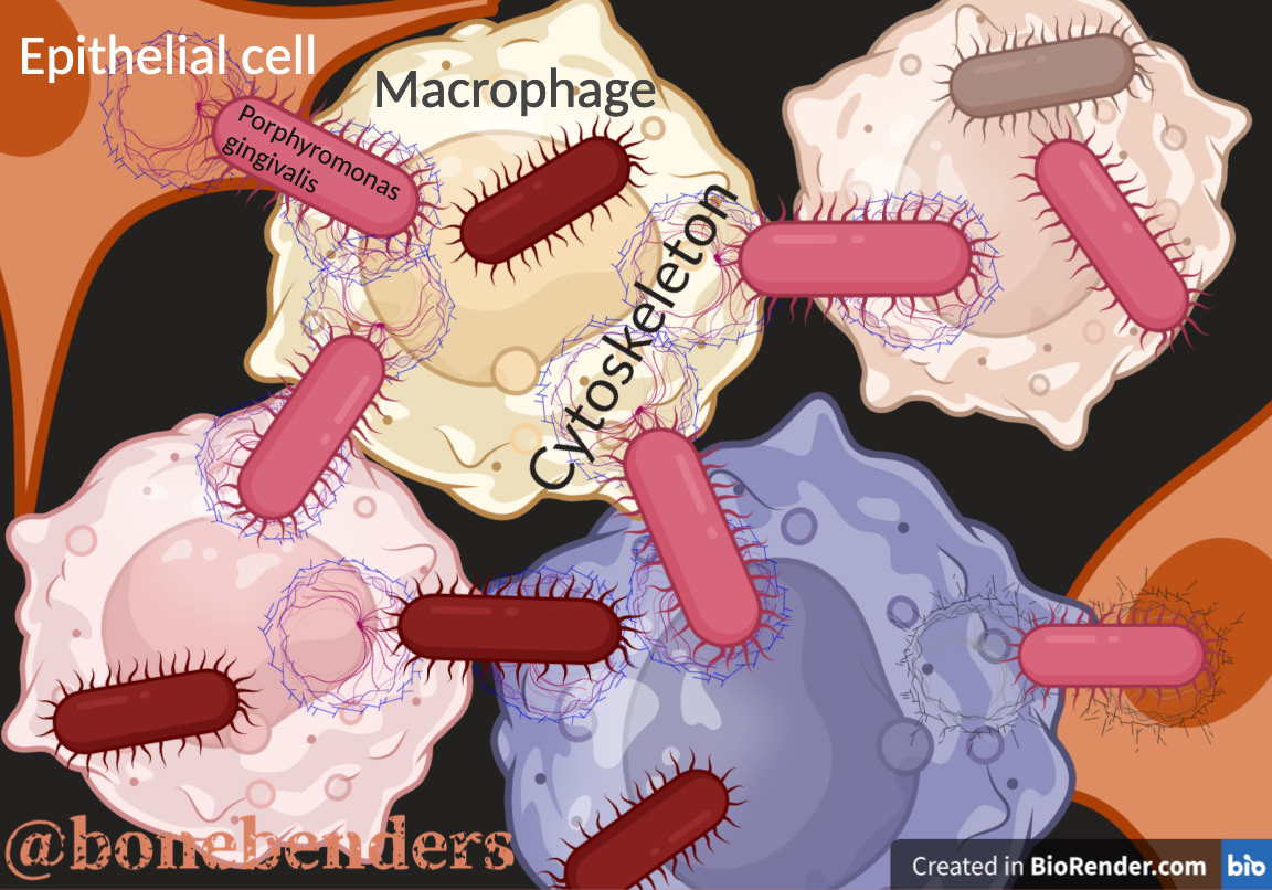 I batteri gengivali invadono le nostre cellule