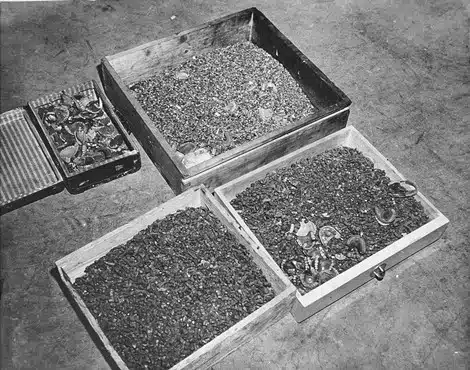 Buchenwald_Teeth_74565 - Bonebenders Buchenwald_Teeth_74565 By Unknown author - United States Holocaust Memorial Museum, Photograph #74565, Public Domain, https://commons.wikimedia.org/w/index.php?curid=2544619