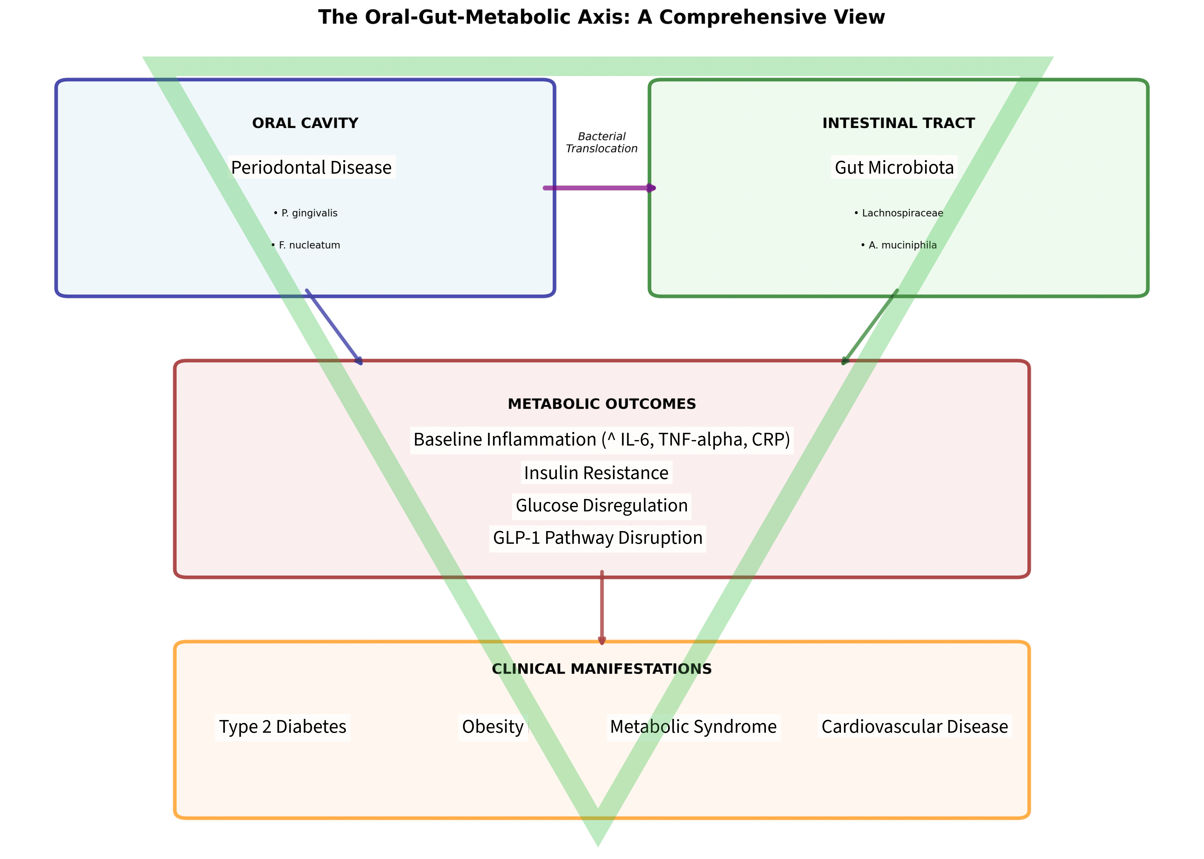 Senza titolo 3 - Bonebenders Senza titolo 3 Obesità, microbiota e parodontite: un'unica storia infiammatoria